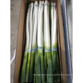 Fresh Green Onion Fresh Scallion From China